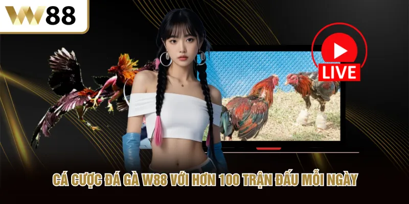 Cá cược đá gà W88 với hơn 100 trận đấu mỗi ngày